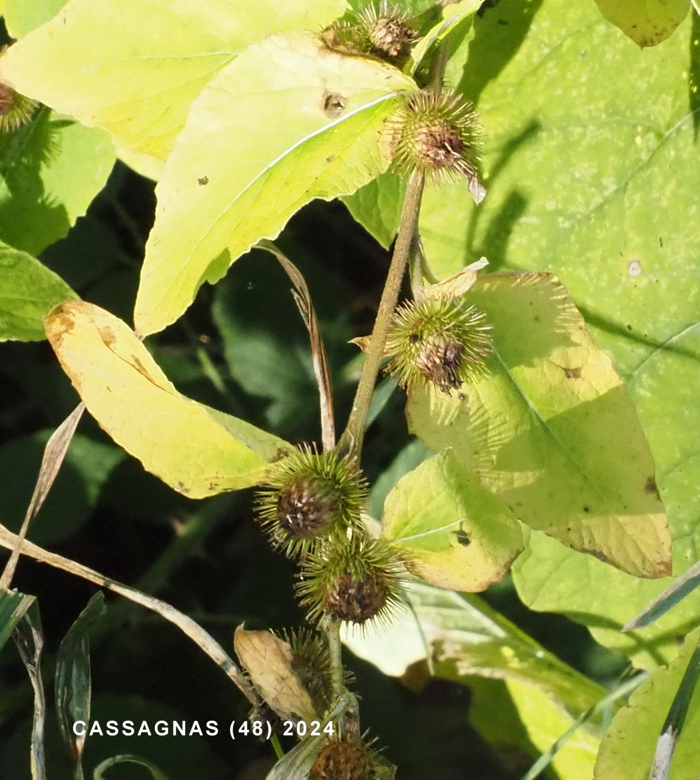 Burdock, Common fruit